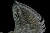 Zlichovaspis Trilobite - Amazing Preparation #89285-3
